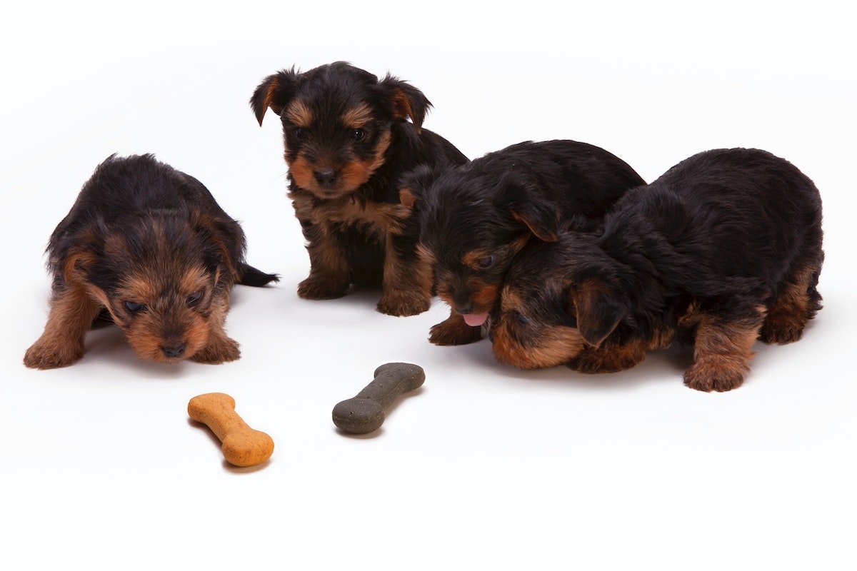 Important Factors to Think About When Buying a Puppy